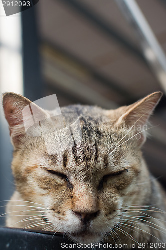 Image of Cat lying on the wall.