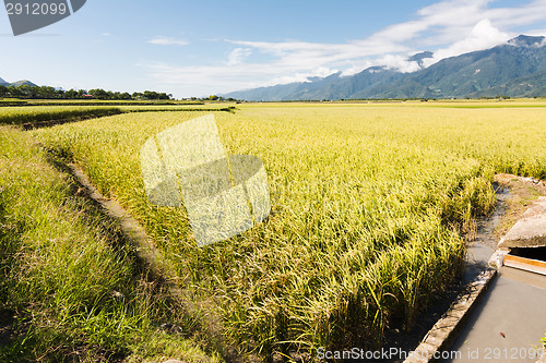Image of golden paddy rice farm