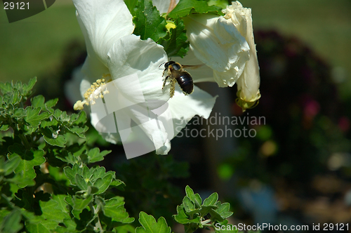 Image of Flying Bee Pollinating