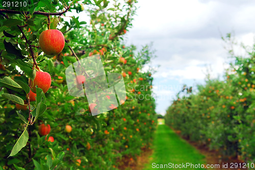 Image of Apple orchard