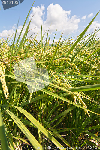 Image of Rural scenery of paddy