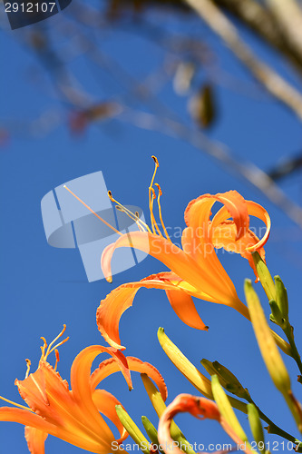 Image of Tiger lily