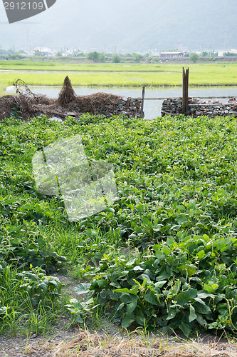 Image of Garden in village