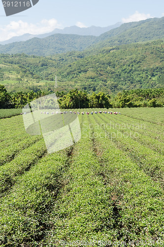 Image of Rural scenery of tea farm