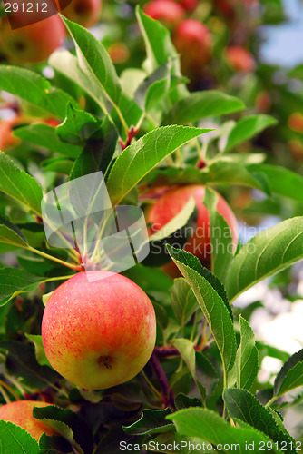 Image of Apple orchard