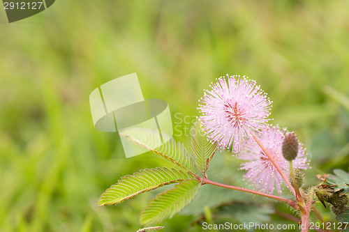 Image of beautiful pink flower