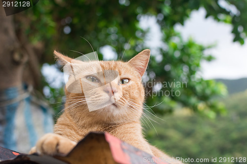 Image of Ginger tabby cat lying on the roof.