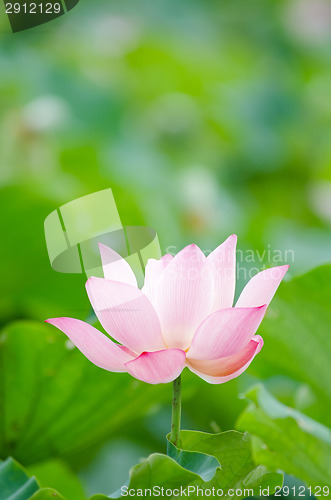 Image of Lotus flower