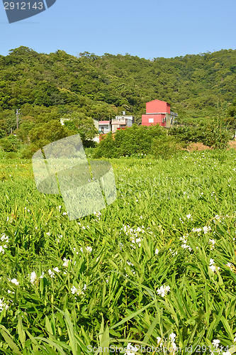 Image of Ginger lily farm