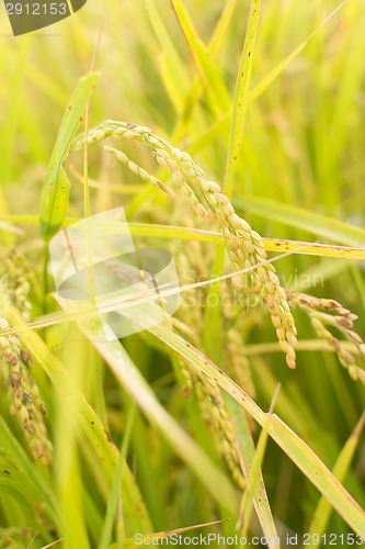 Image of Golden paddy rice farm