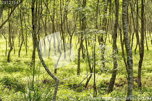 Image of Forest scenery