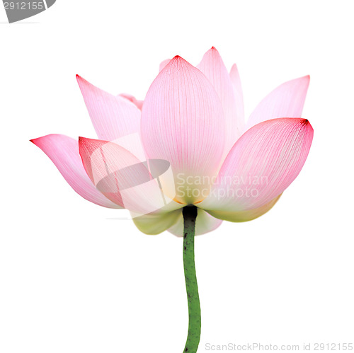 Image of isolated lotus