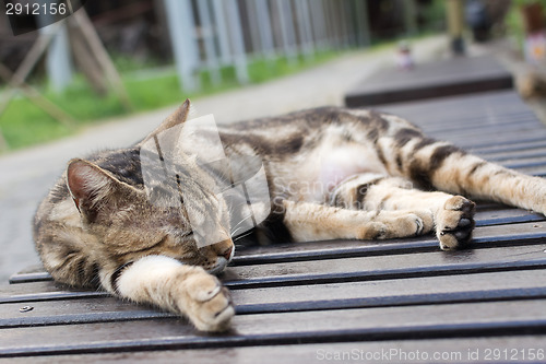 Image of Cat sleep on a chair.