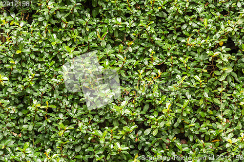 Image of Green wall with ivy background