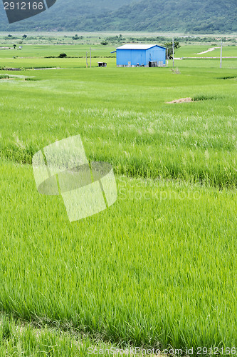 Image of Rice farm in country