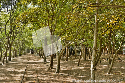 Image of Railway through forest