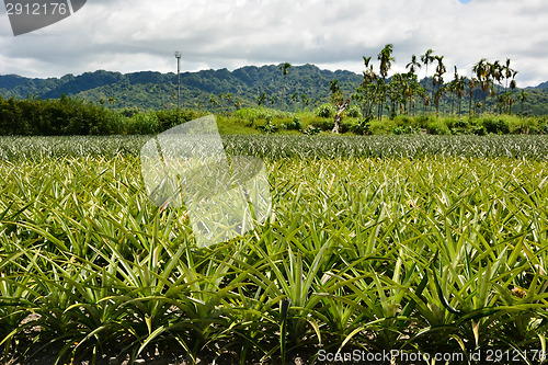 Image of Pineapple farm