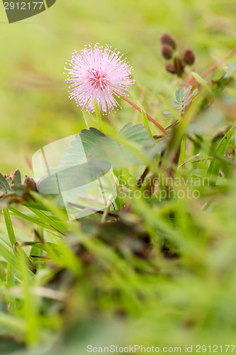 Image of beautiful pink flower