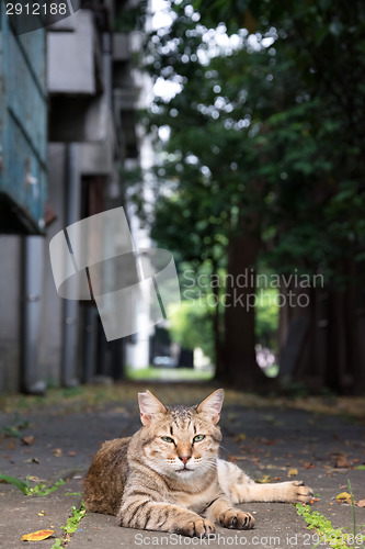Image of Stray tabby cat