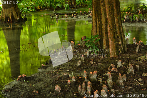 Image of Forest at Hualien