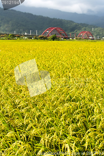 Image of Golden rural scenery