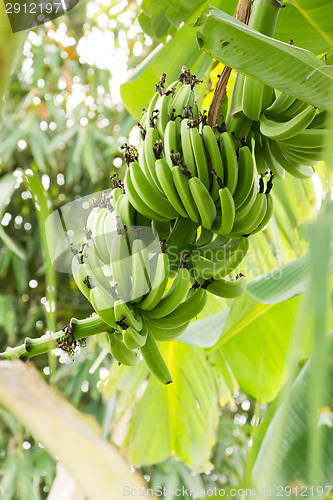 Image of Bunch of ripening bananas