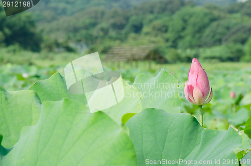 Image of Lotus flower