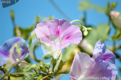 Image of Morning Glory Flowers