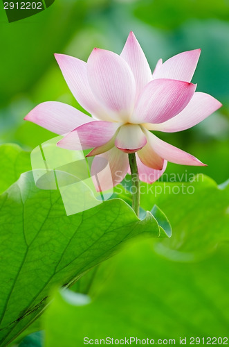 Image of Lotus flower