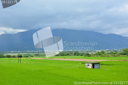 Image of Rice farm in country