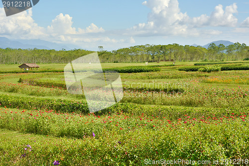 Image of Flowerbed