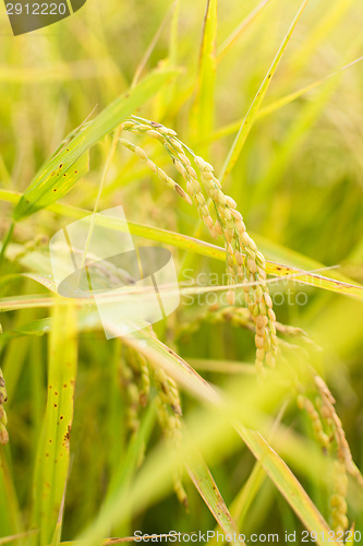 Image of Golden paddy rice farm