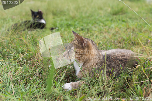 Image of Tabby cat lying on the grass.