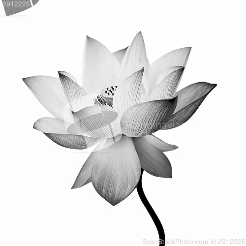 Image of isolated lotus