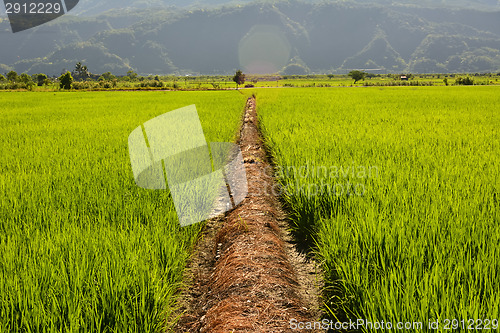 Image of Rice farm in country