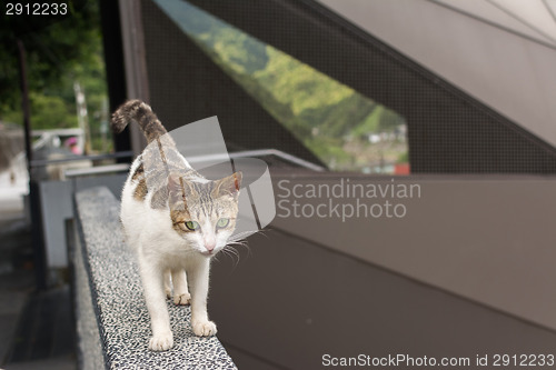 Image of Tabby cat walking on the stone wall.