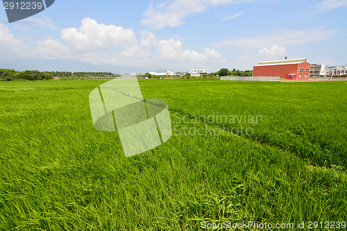 Image of Rice farm in country