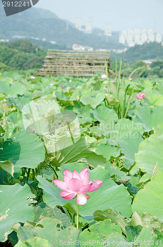 Image of Lotus flower