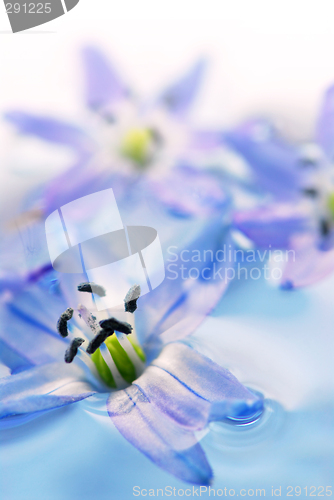 Image of Floating flowers