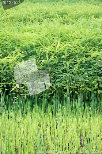 Image of Fresh tea bushes