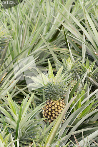 Image of Pineapple farm 