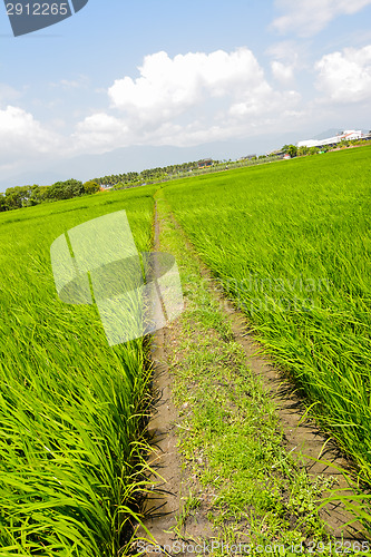 Image of Rice farm in country