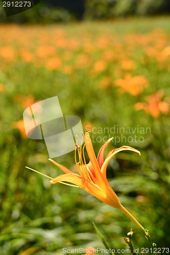 Image of Tiger lily