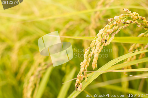 Image of Golden paddy rice farm