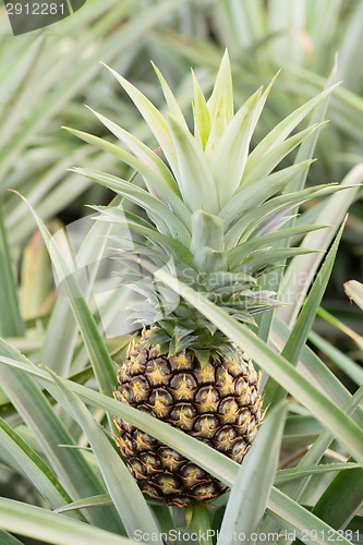 Image of Pineapple farm 