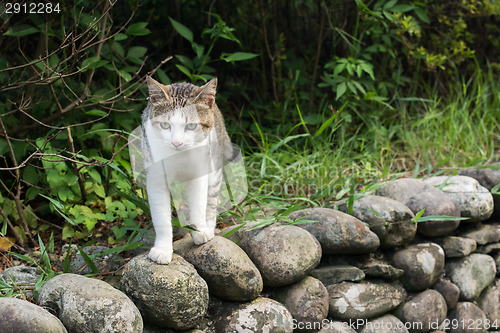 Image of Tabby cat standing on the stone wall.