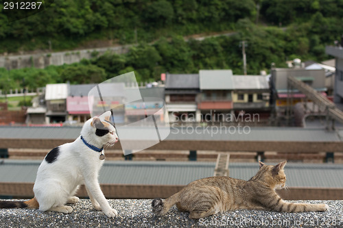 Image of Cats lying on the wall.