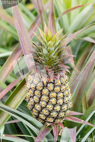 Image of Pineapple farm 