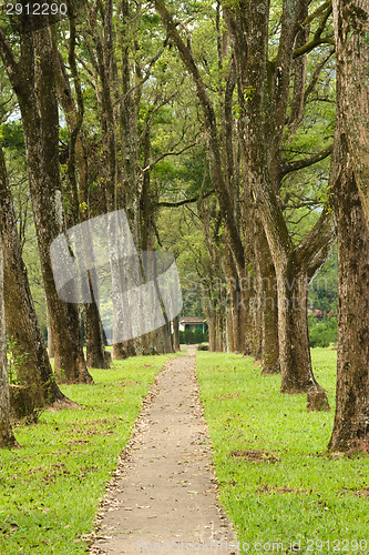 Image of Walkway in Park