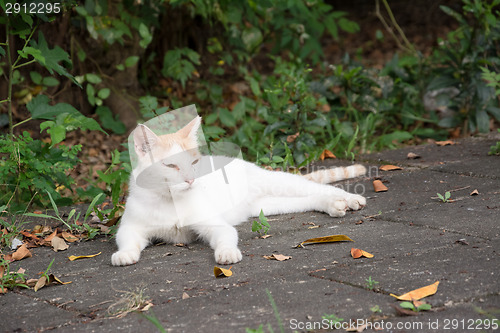 Image of cat on ground